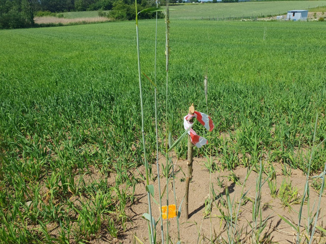 Działka Sprzedaż Zieleniewo 8