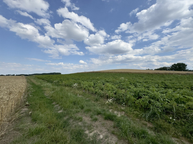 Działka Sprzedaż Bielice 1