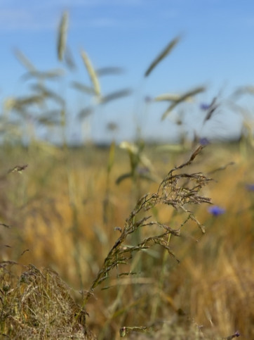 Działka Sprzedaż Goleniów 4